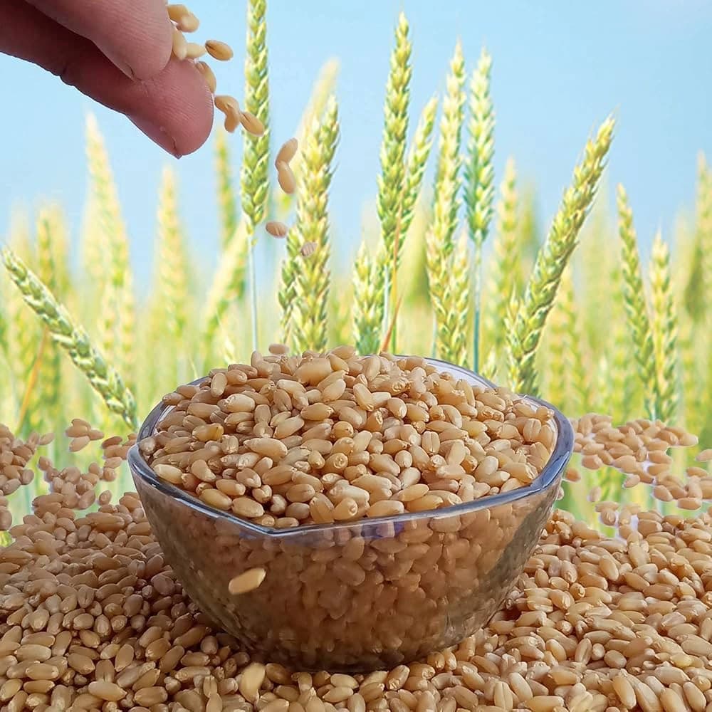 Premium Wheat - Wholesale grain supplier India